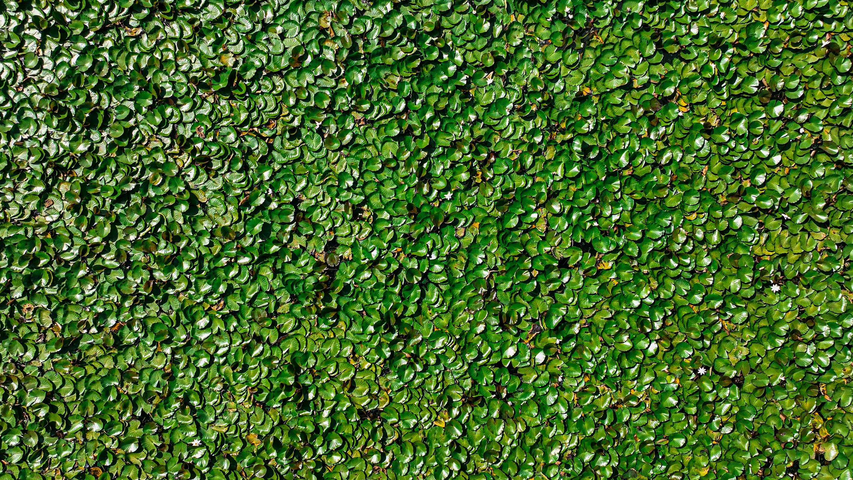 Naturalne składniki